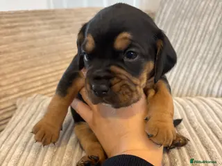 Mixed Breed dogs Cockerbull puppies born 16th March - Advert 2