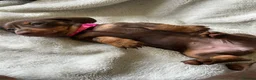 Miniature Dachshund dogs for sale: Beautiful kc miniature dachshund puppies - Advert 10