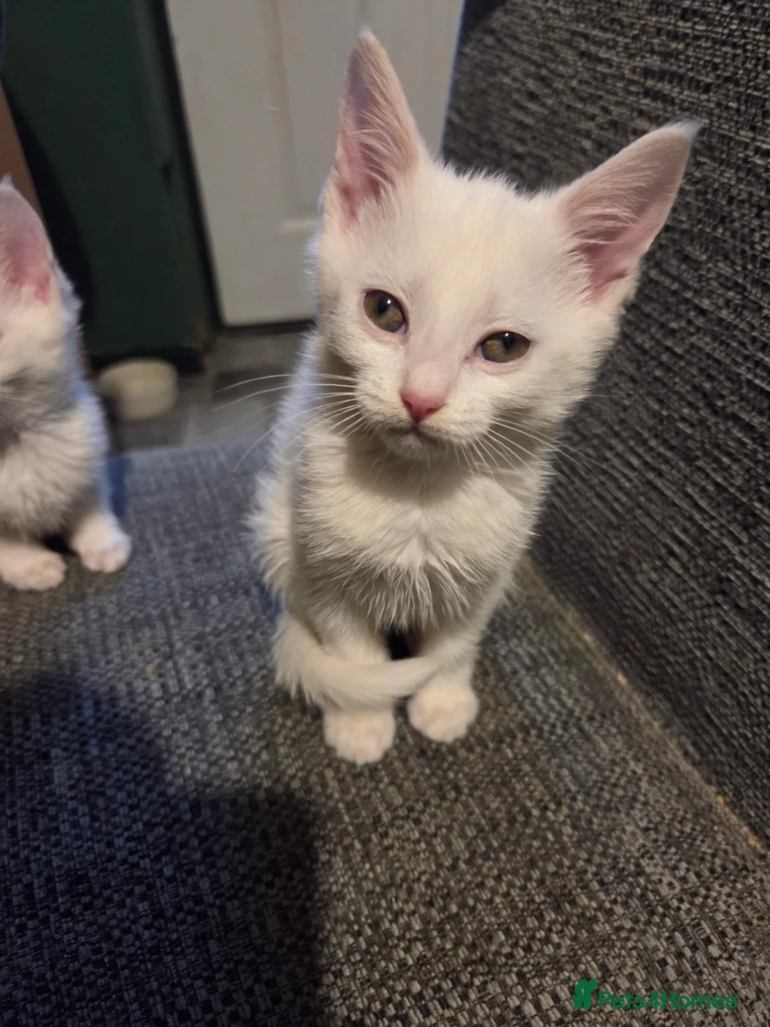 Mixed Breed cats for sale: Kittens  - Advert 9