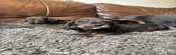 Dachshund dogs for sale: Irresistible miniature Dachshunds  in Malpas - Advert 6