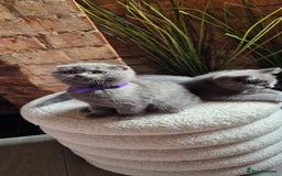 Scottish Fold cats for sale: Adorable Scottish Fold and Straight Kittens  - Image 25