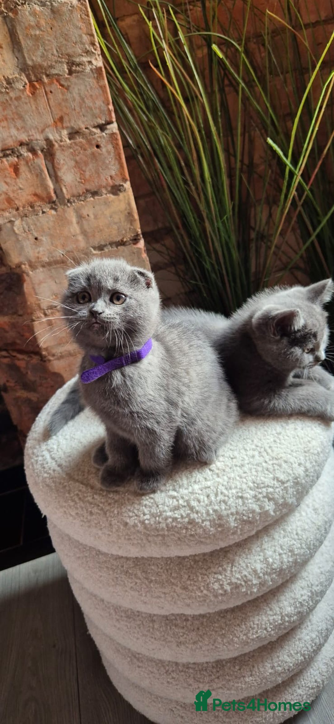 Scottish Fold cats for sale: Adorable Scottish Fold and Straight Kittens  - Image 25