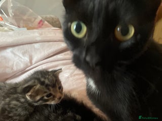 British Longhair cats - Advert 24