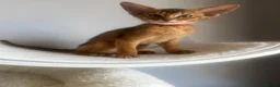 Abyssinian cats for sale: Adorable Abyssinian kittens - Advert 11