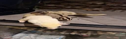 Sugar Glider rodents for sale: Trio of sugar gliders in Verwood - Advert 9