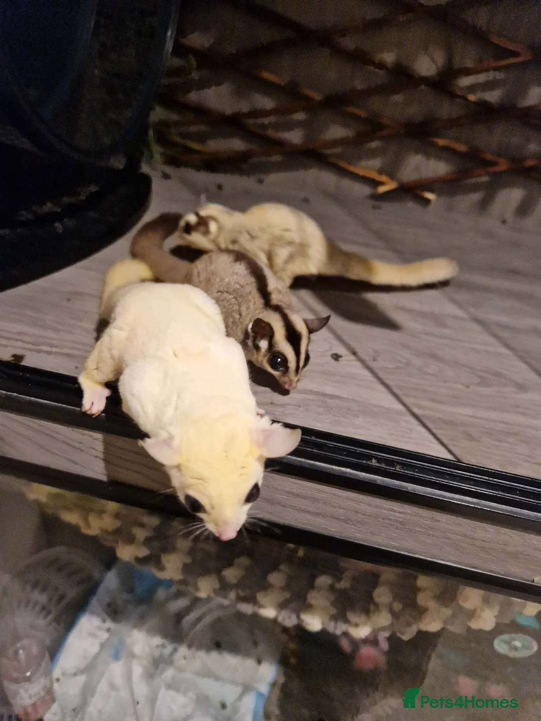 Sugar Glider rodents for sale: Trio of sugar gliders in Verwood - Advert 9