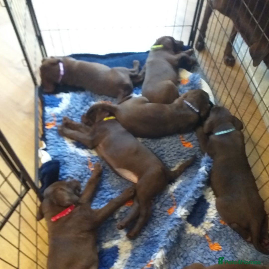 Labrador Retriever dogs for sale: KC Registered Chocolate Labradors  - Image 4