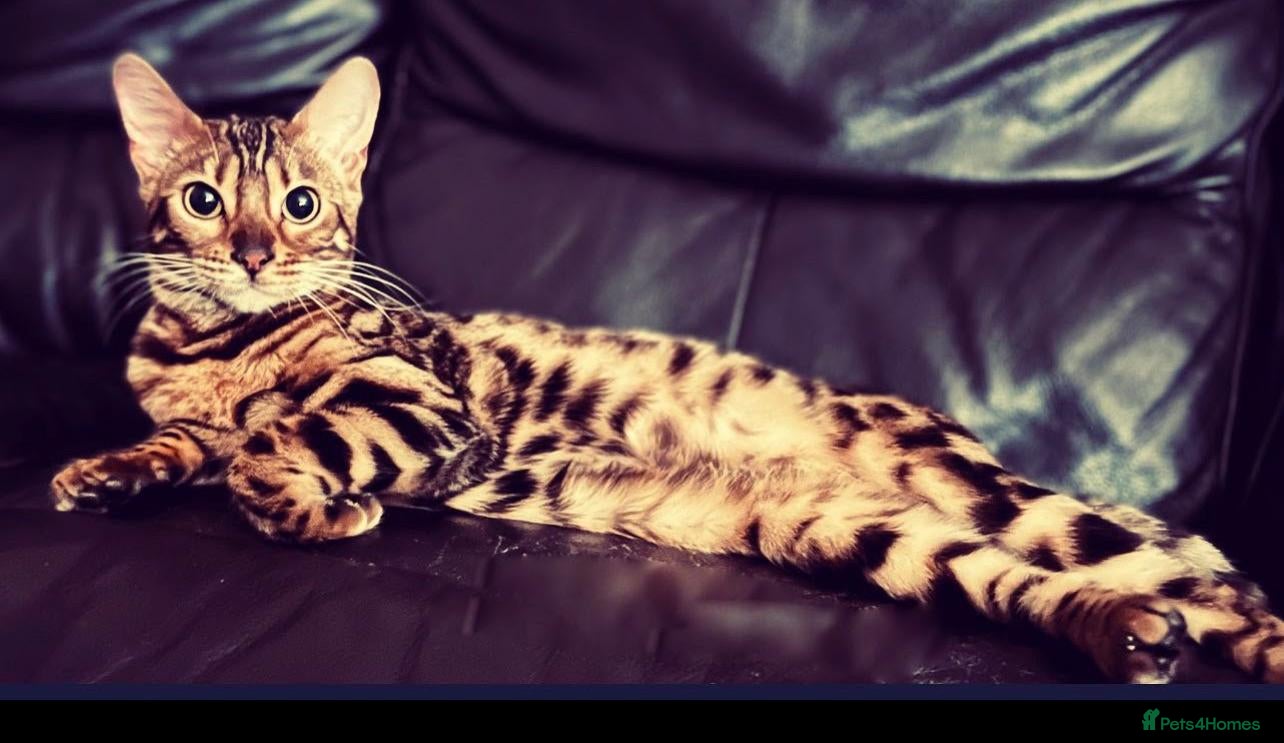 Bengal cats Beautiful 3-Year-Old Bengal Girl - Advert 8