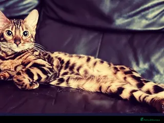 Bengal cats Beautiful 3-Year-Old Bengal Girl - Advert 20