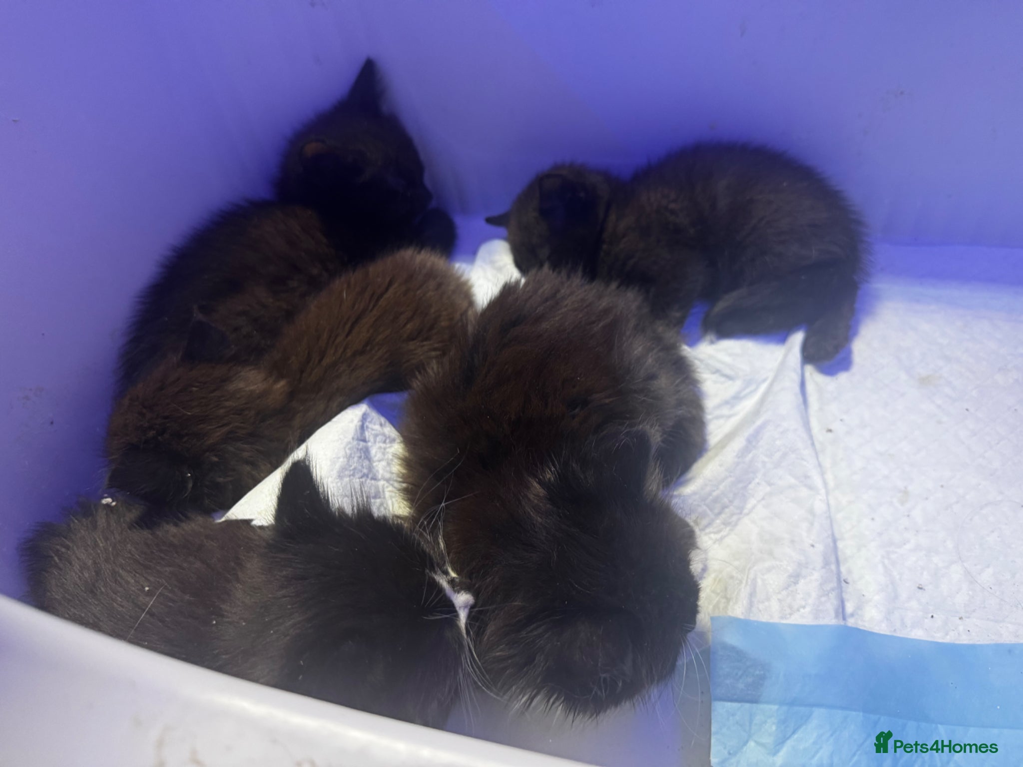 Mixed Breed cats Kittens for sale - Advert 15