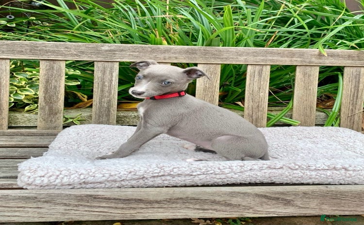 Whippet dogs - Advert 2