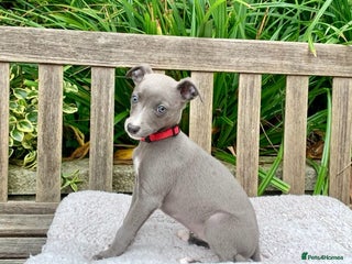 Whippet dogs - Advert 3