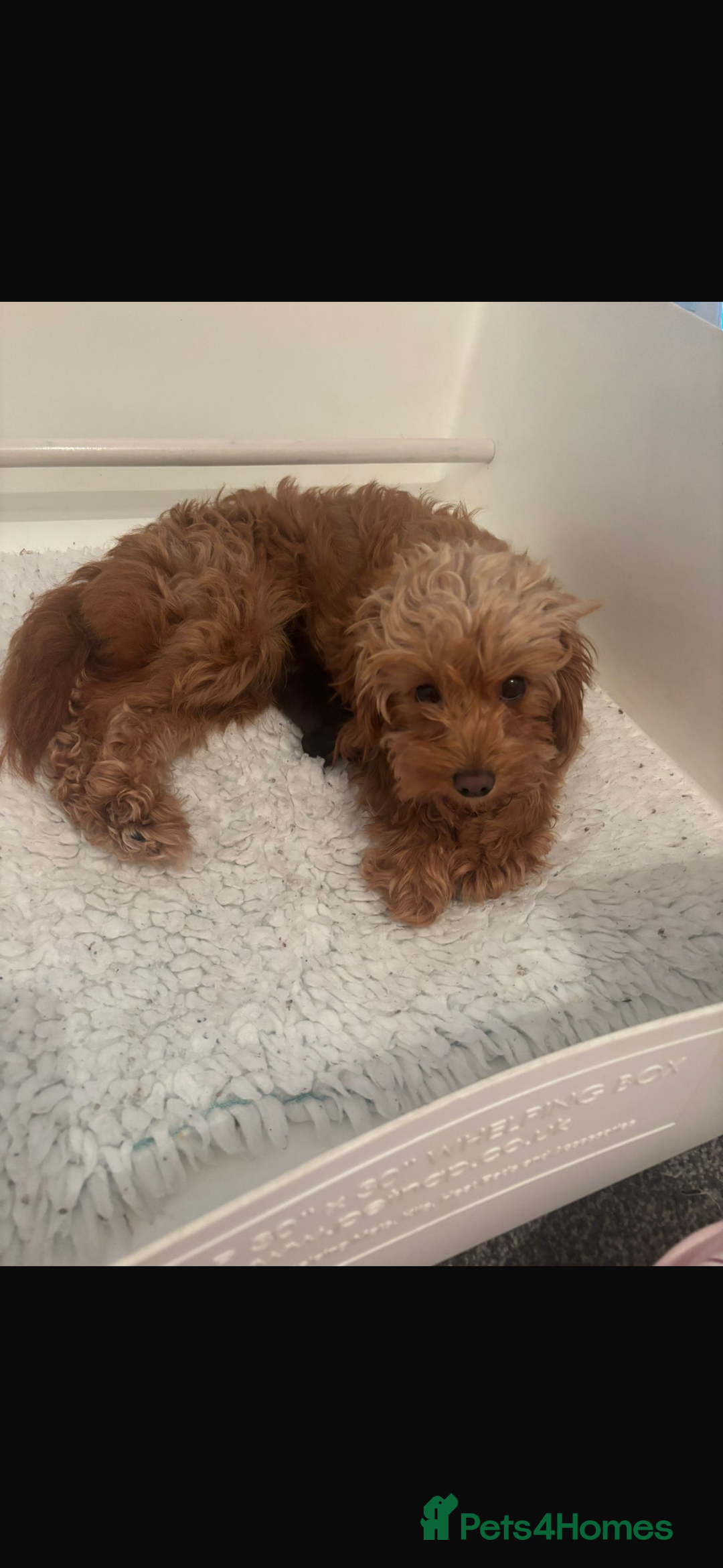 Cavapoo dogs for sale: Chocolate Cavapoo Puppy. Ready for Loving Home - Advert 5