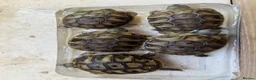 Hermann Tortoise reptiles for sale: 2026 Hermann tortoise hatchlings  - Advert 3