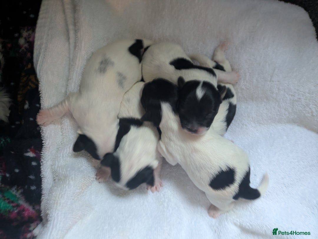 Biewer Terrier dogs for sale: Adorable Purebred Biewers  - Image 28