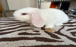 Mini Lop rabbits for sale: Mini Lop Male Twins Ready Now - Image 6