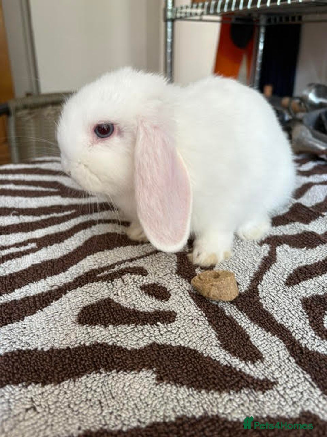 Mini Lop rabbits for sale: Mini Lop Male Twins Ready Now - Image 6