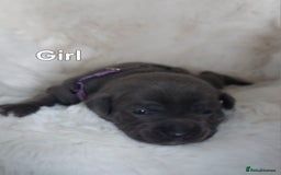 Staffordshire Bull Terrier dogs for sale: Staffordshire Bull Terrier Puppy - Image 3