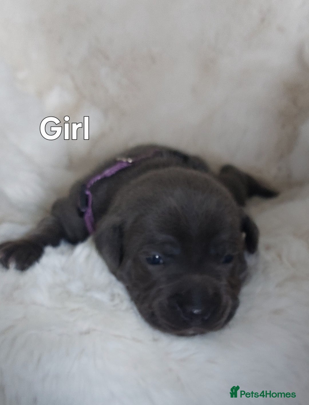Staffordshire Bull Terrier dogs for sale: Staffordshire Bull Terrier Puppy - Image 3