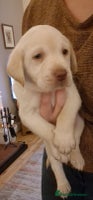 Labrador Retriever dogs - Advert 6