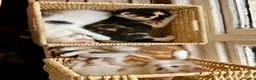 Mixed Breed cats for sale: Lovely, friendly kittens - Advert 10