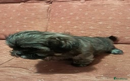 Malshi dogs for sale: Malshi 2 puppies boys - Advert 5