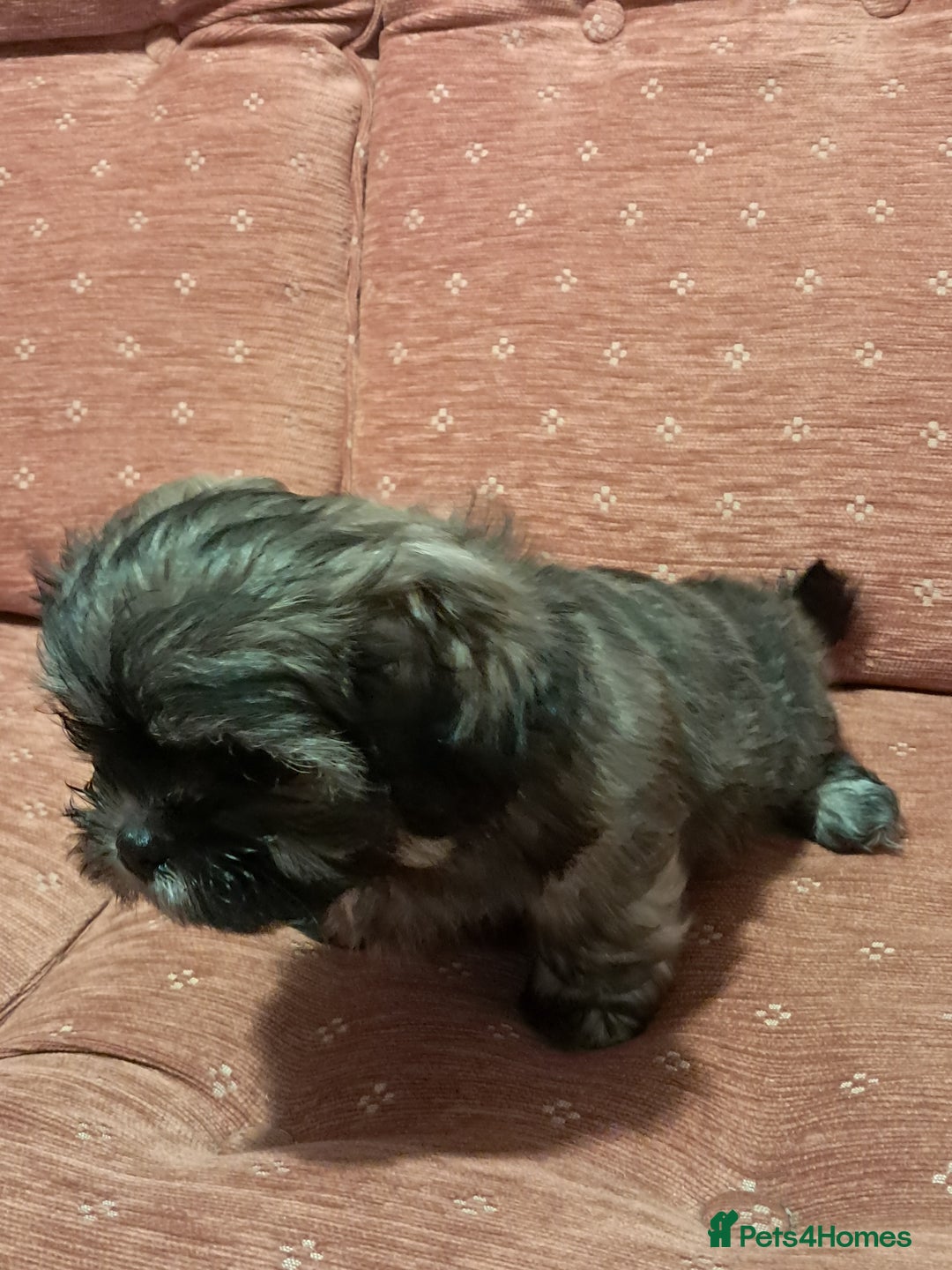 Malshi dogs for sale: Malshi 2 puppies boys - Advert 5
