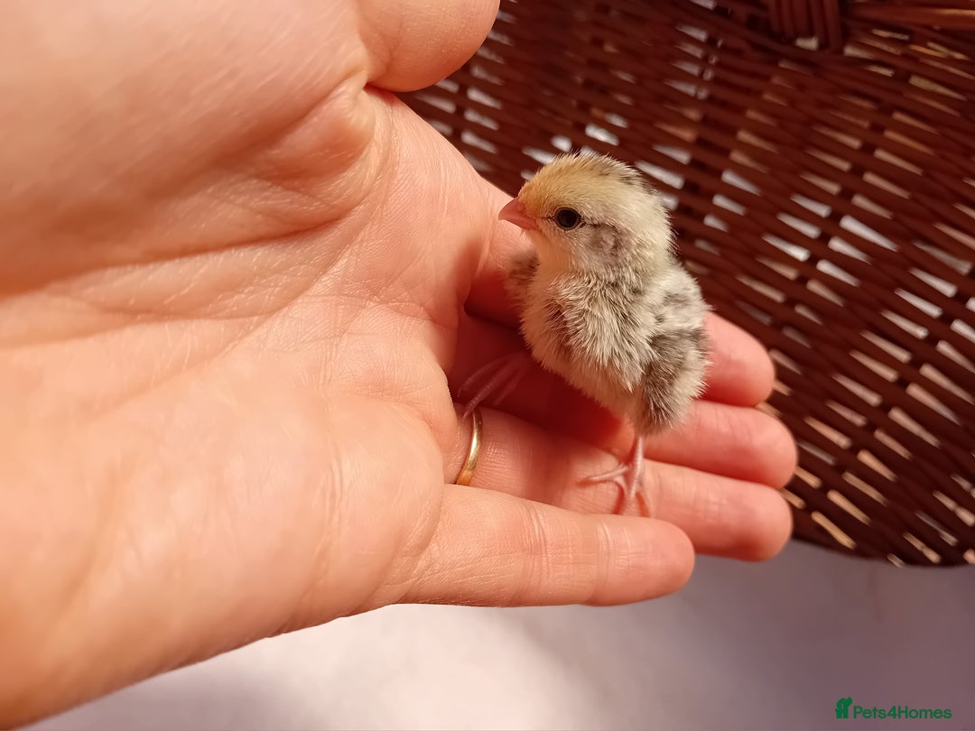 Quail poultry for sale: Snowflake Bobwhite Quail Chicks ~ Various Ages - Image 13