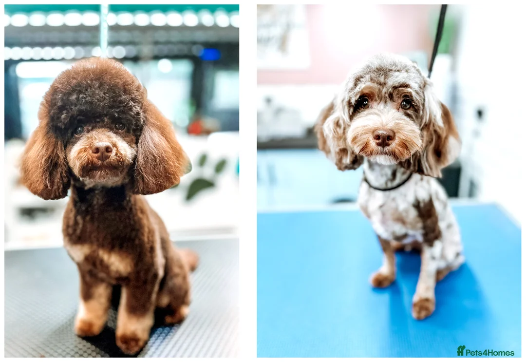 Cavapoo dogs for sale: Exclusive April F1b Chocolate Merle - Waiting List - Advert 1