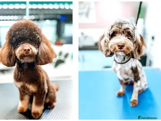 Cavapoo dogs Exclusive April F1b Chocolate Merle - Waiting List - Advert 8