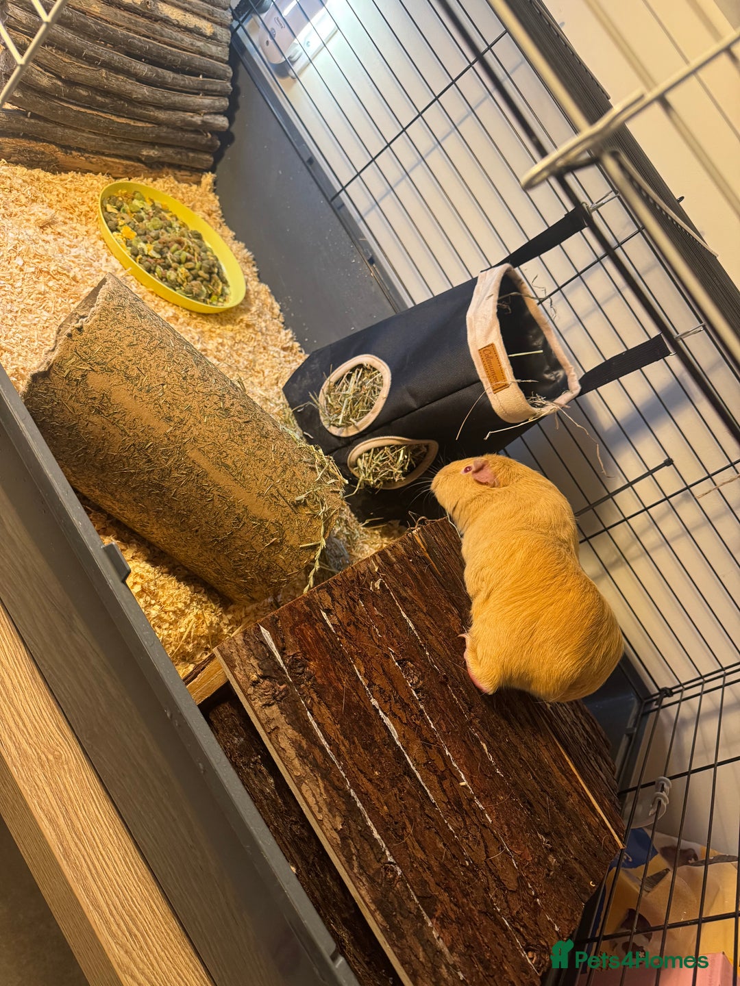 Guinea Pig rodents for sale: 2female guinea pigs with indoor hutch - Advert 3