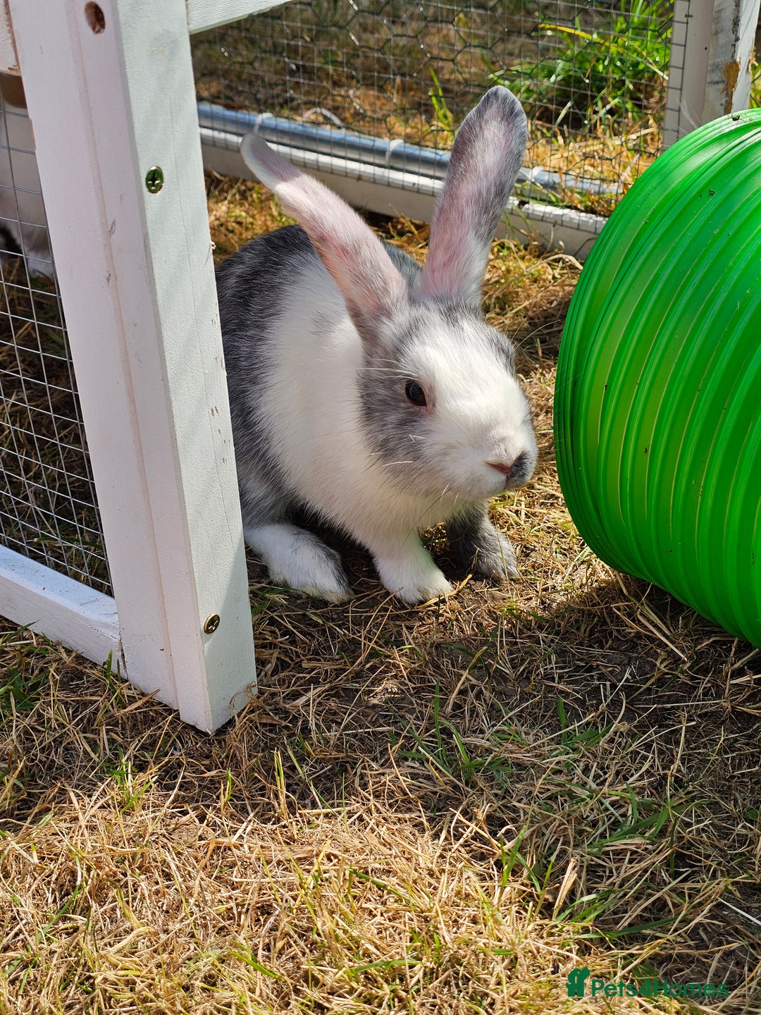 Harlequin rabbits for sale: 4 Gorgeous Harlequin bunnies looking for a 🏡  - Image 6