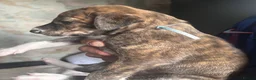 Mixed Breed dogs for sale: Saluki bull greyhound (lurcher) puppy’s  - Advert 5