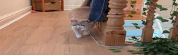 Mixed Breed cats for sale: 2 bonded cats for loving home - Advert 4