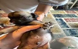 Pug dogs for sale: Pug puppies *READY NOW!!* - Image 17