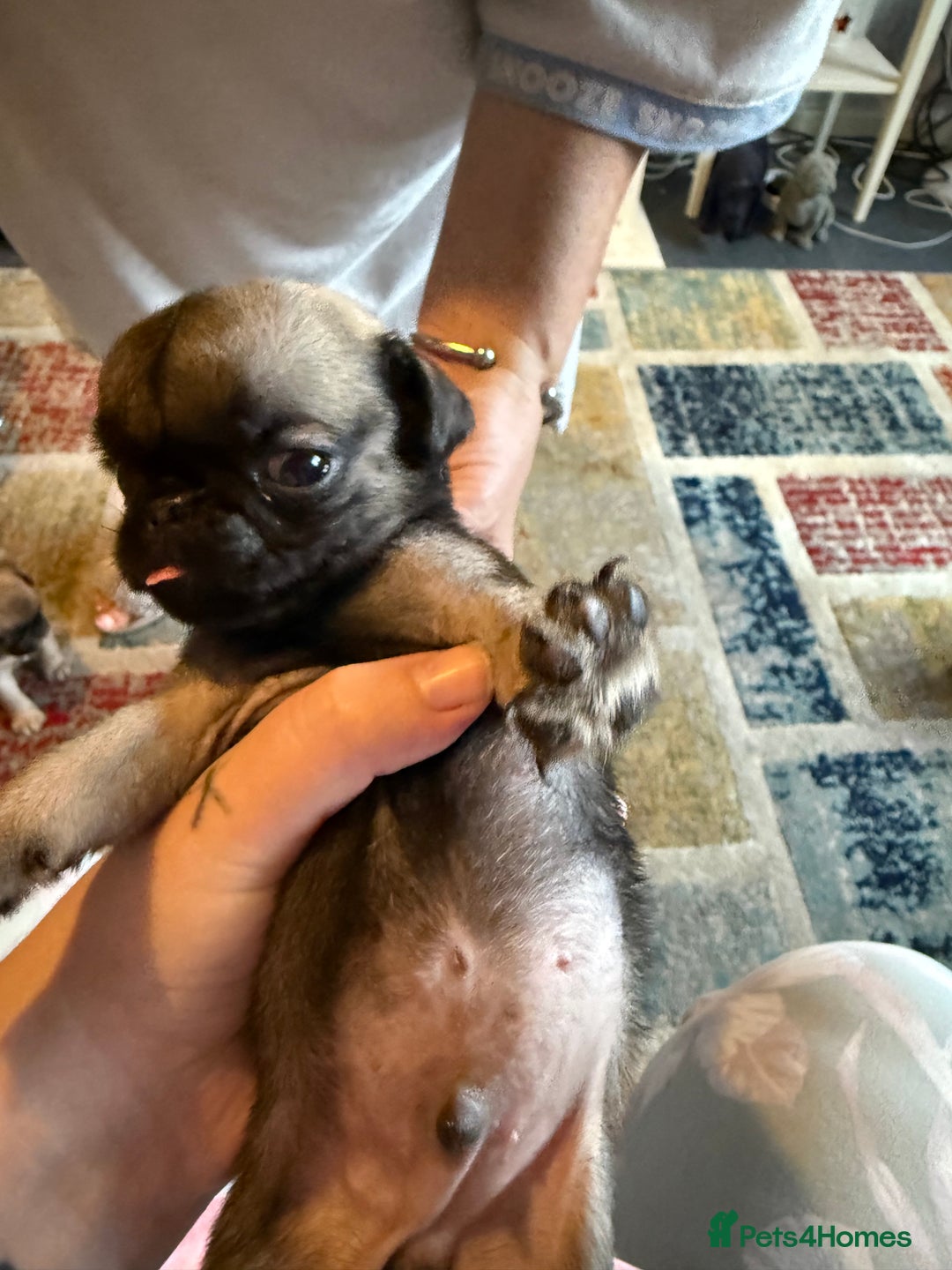 Pug dogs for sale: Pug puppies *READY NOW!!* - Image 17