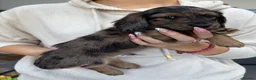 Miniature Dachshund dogs for sale: Miniature Dachshund Long & Smooth coats PRA clear - Advert 3