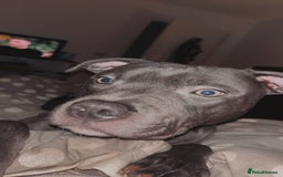 Staffordshire Bull Terrier dogs for sale: Blue Staffordshire bull terrier - Image 2