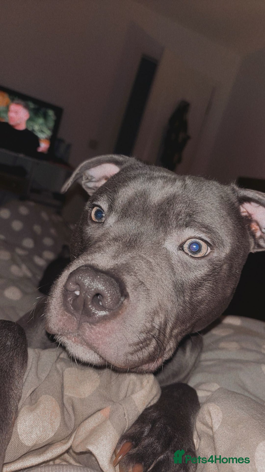 Staffordshire Bull Terrier dogs for sale: Blue Staffordshire bull terrier - Image 2