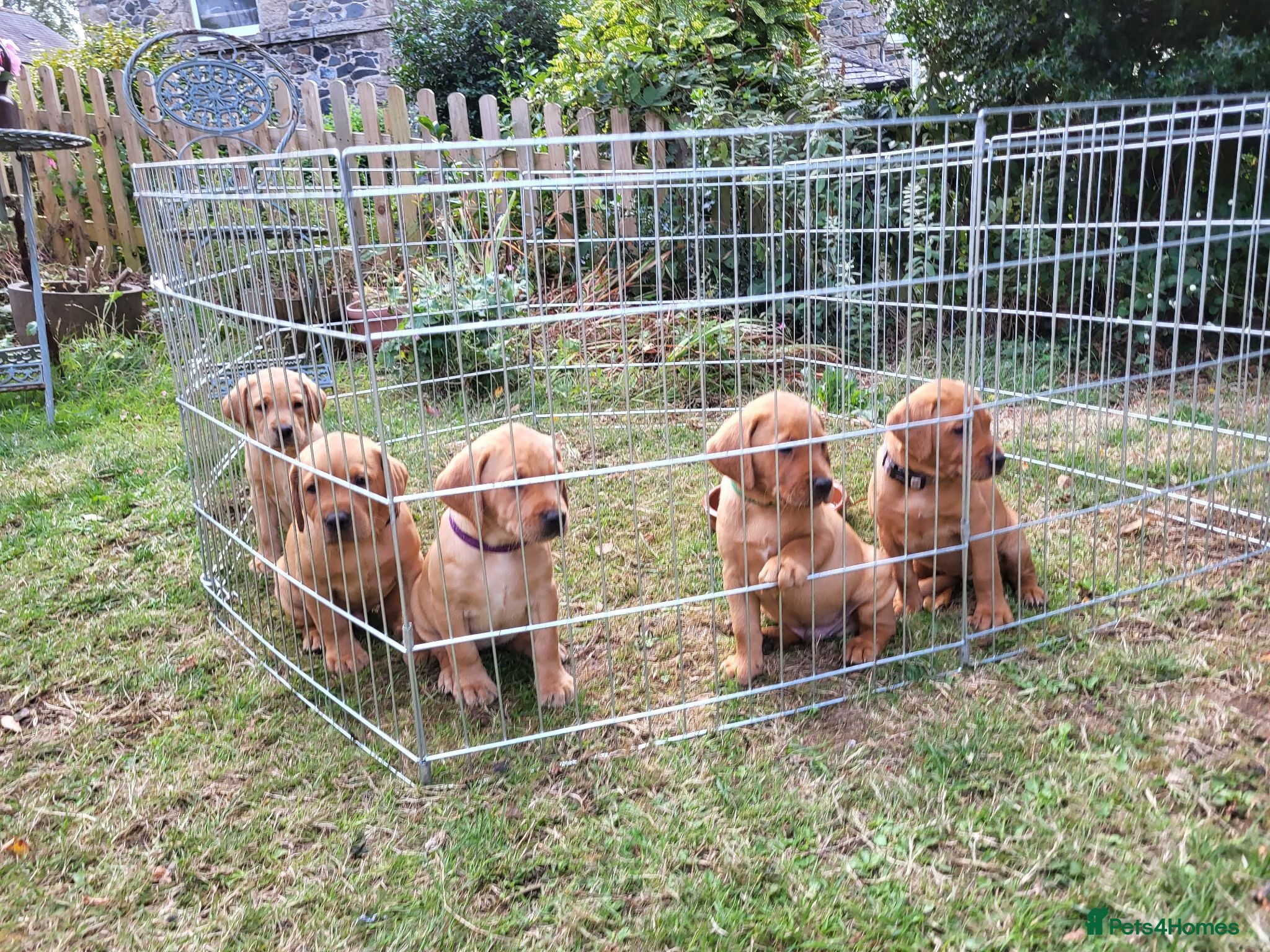 Labrador Retriever dogs Fox red Labrador puppies - Advert 6