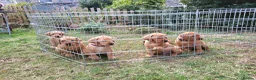 Labrador Retriever dogs for sale: Fox red Labrador puppies - Advert 1