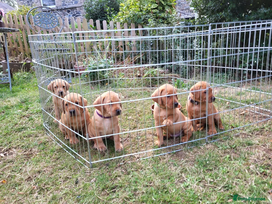 Labrador Retriever dogs for sale: Fox red Labrador puppies - Advert 1