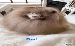 Pomeranian dogs for sale: 3 outstanding Pomeranian puppies  - Image 5