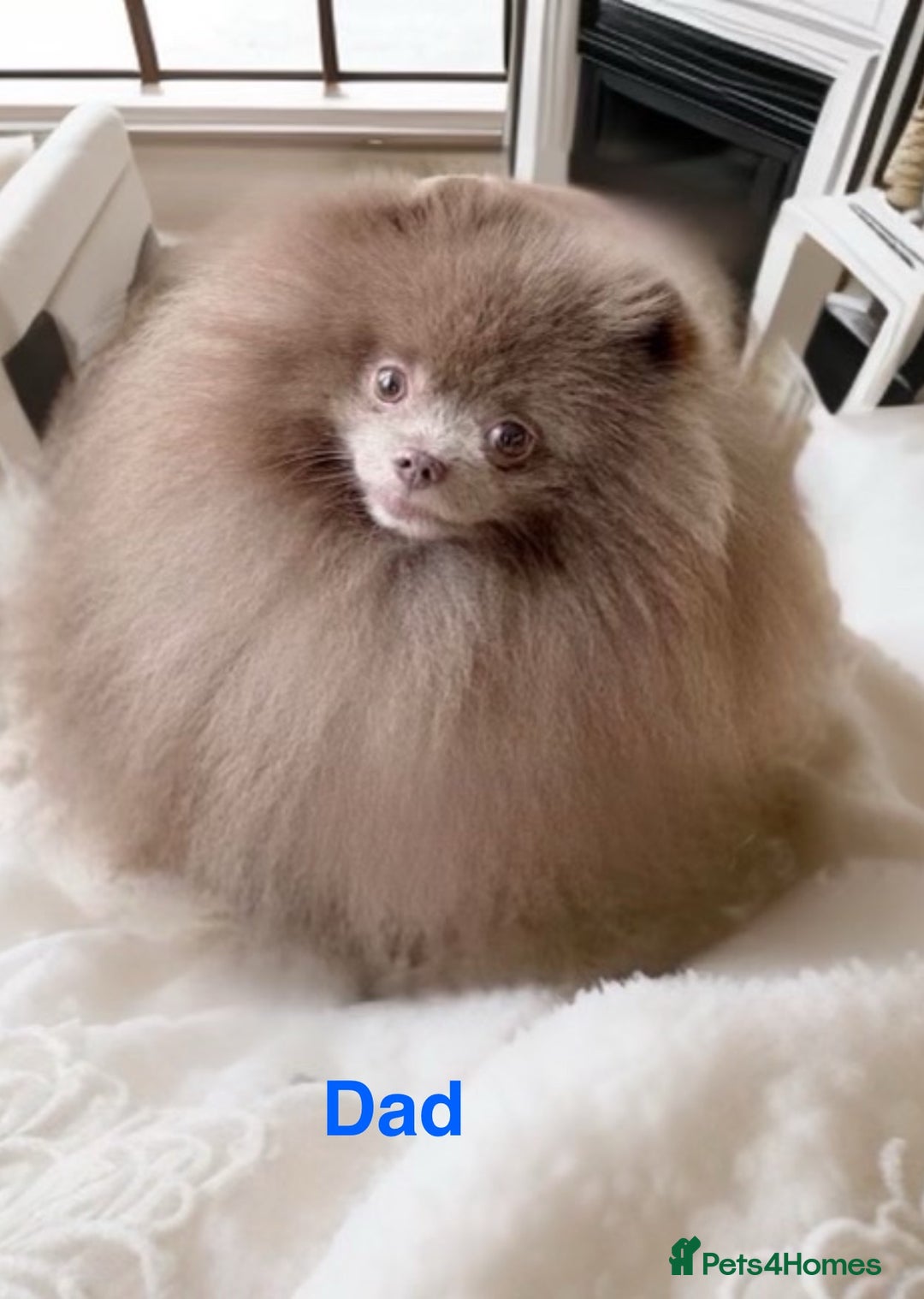Pomeranian dogs for sale: 3 outstanding Pomeranian puppies  - Image 5