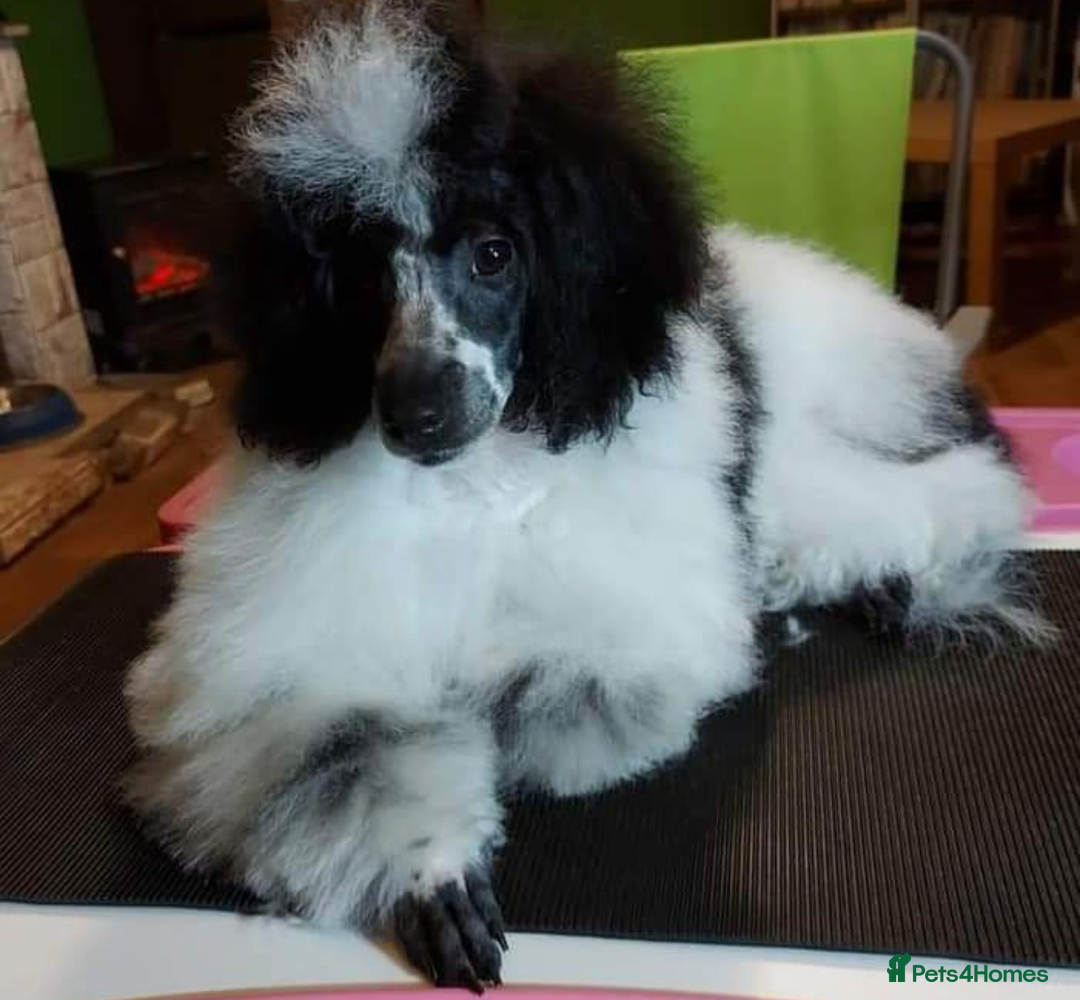 Miniature Poodle dogs for stud: KC miniature poodle, phantom and parti carrier  in Bolton - Image 9