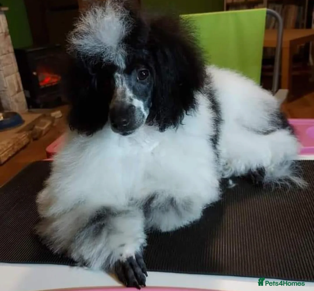 Miniature Poodle dogs for stud: KC miniature poodle, phantom and parti carrier  in Bolton - Advert 9