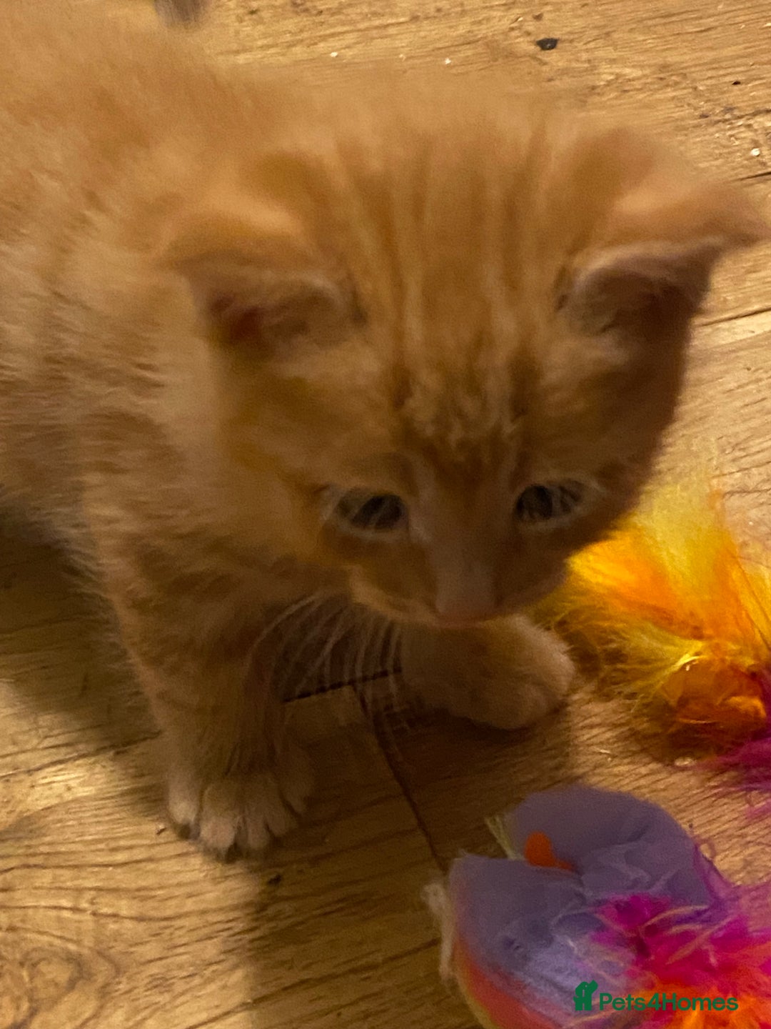 Maine Coon cats for sale: Maine Coon Cross - Advert 3