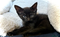 Mixed Breed cats for sale: Beautiful siamese mix kittens - Image 14