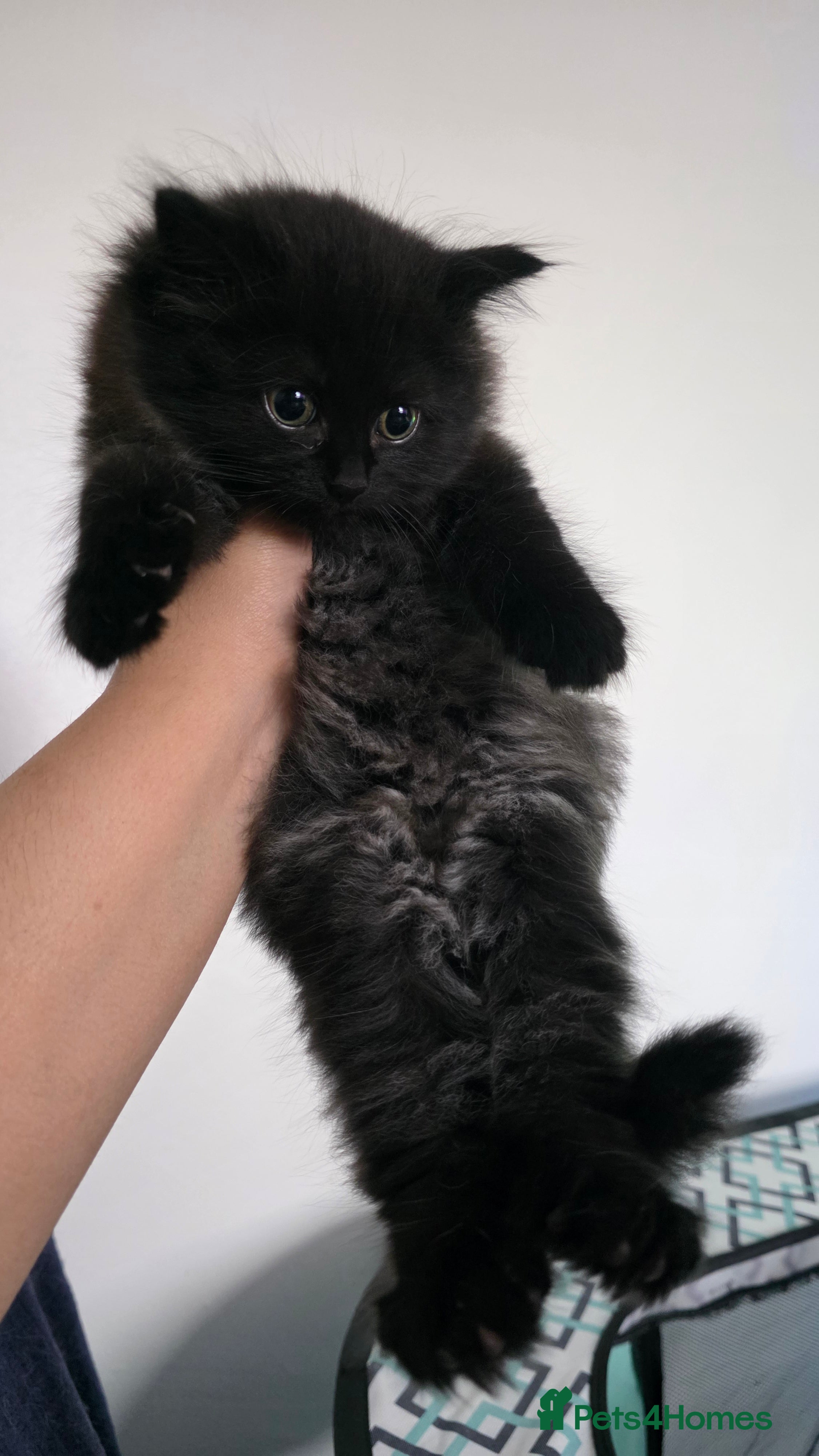 Mixed Breed cats FOR SALE 2 female fluffy kittens - Advert 18