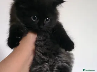 Mixed Breed cats FOR SALE 2 female fluffy kittens - Advert 18